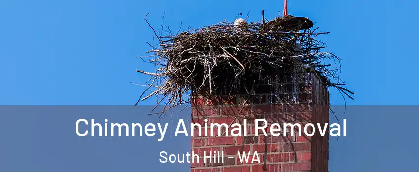  Chimney Animal Removal South Hill - WA