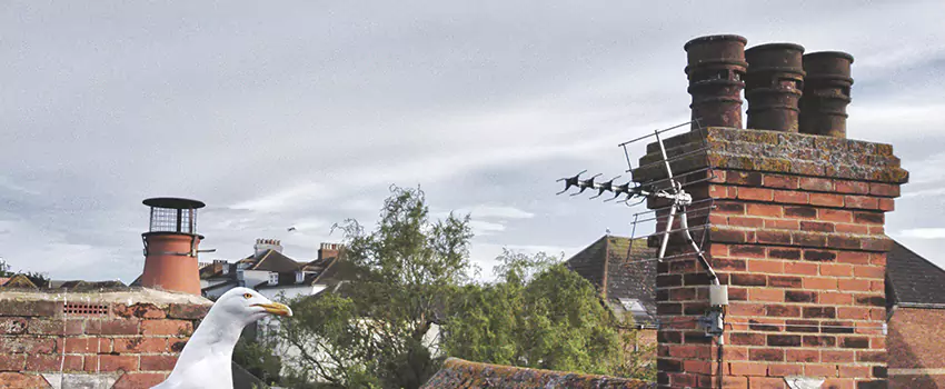 Chimney Cleaning And Restoration in South Hill, Washington